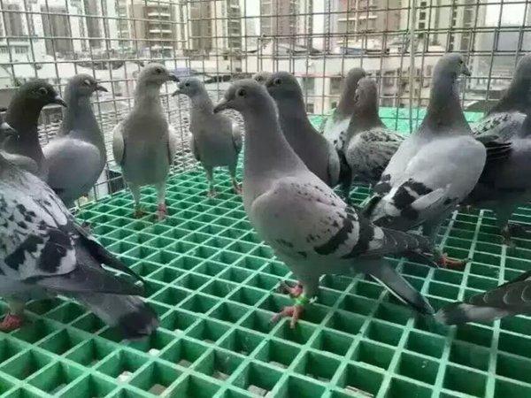鴿舍玻璃鋼格柵